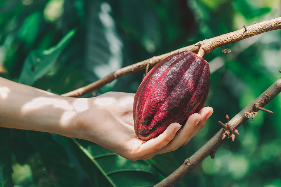 Our Flavour Journal – Compass Chocolates